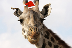 Holiday Giraffe