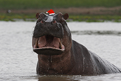 Holiday Hippo