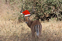 Holiday Impala