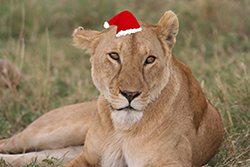 Holiday Lioness