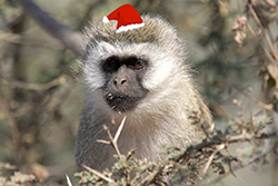 Holiday Monkey