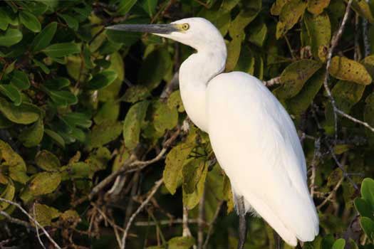 Egret on Mangrove River