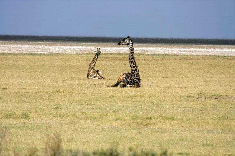 Giraffes Reclining