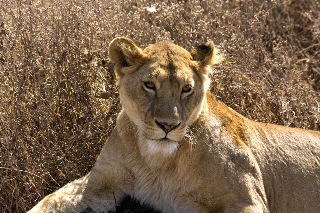 Ngorongoro Female Lion