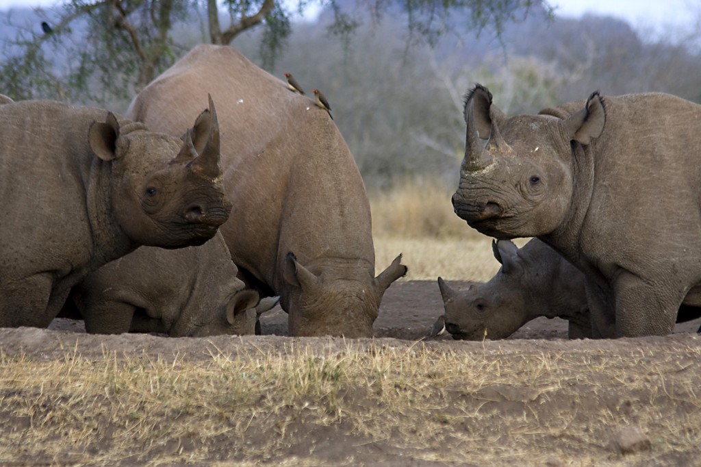 Wild Rhinos