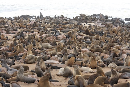 Cape Fur Seals at Cape Cross Seal Colony, Namibia Southern Africa