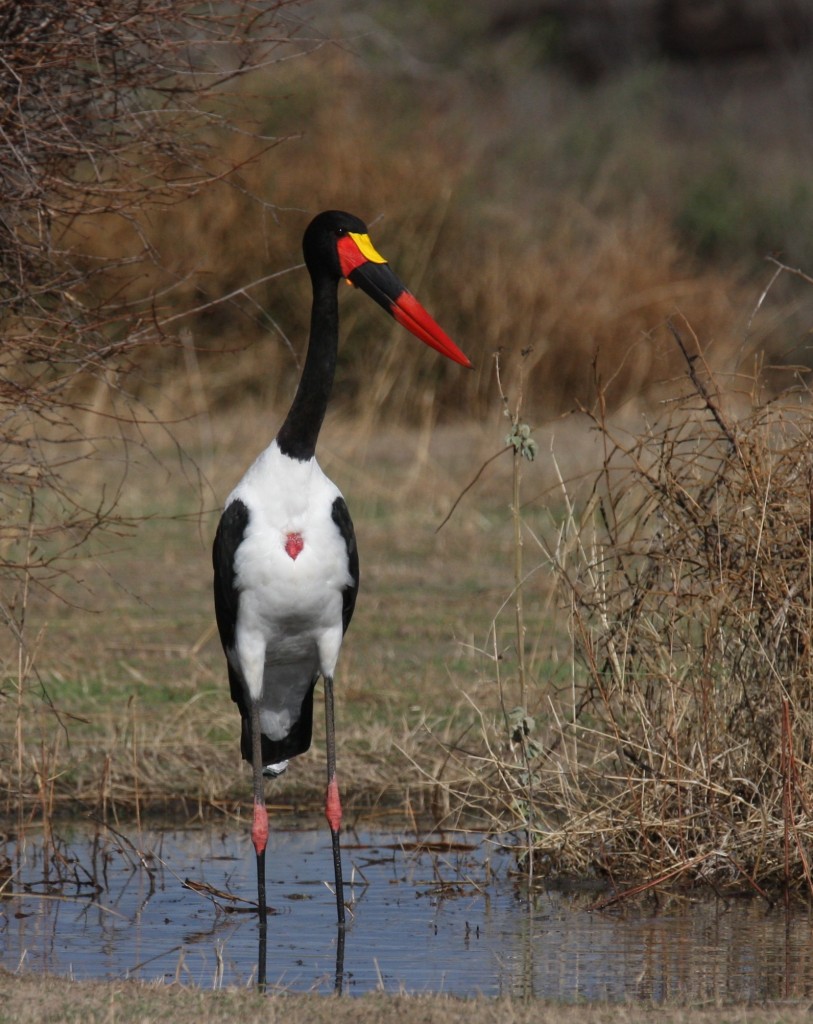 Saddle Billed Stork in Tanzania