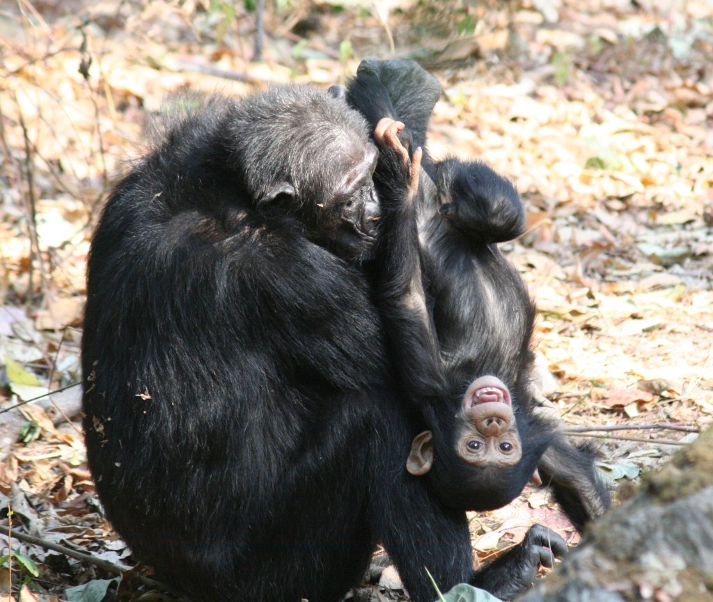 From the Same Family Tree - Chimpanzees