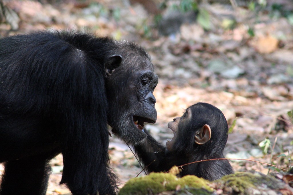 From the Same Family Tree - Chimpanzees
