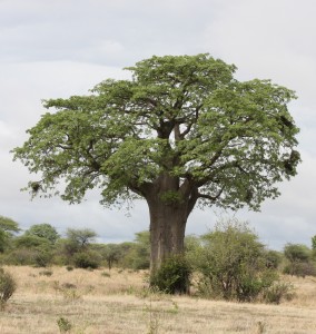 Baobob Tree - Sometimes Called the Upside Down Tree