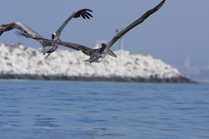 Santa Monica – Pelicans on the Bay