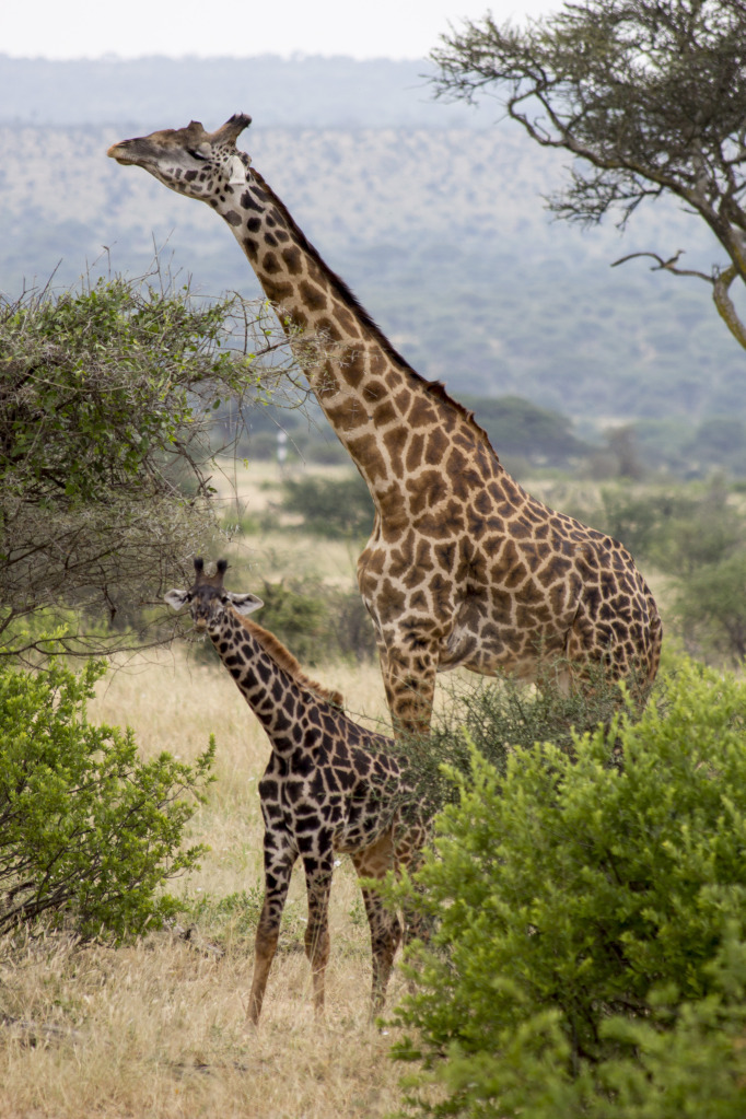 Baby giraffe with mama