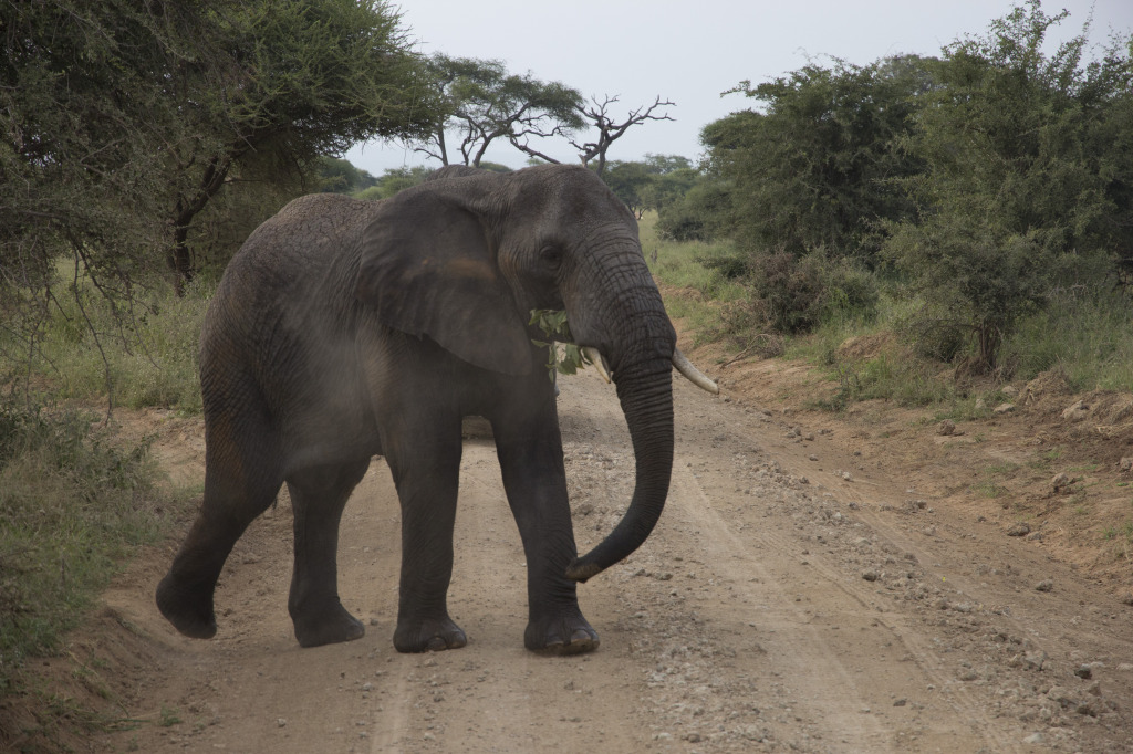 Oh! Excuse me, Elephant crossing…