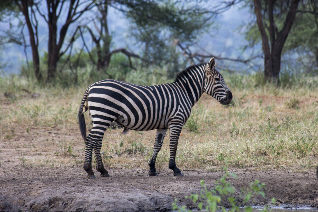 The Zebras were beautiful animals