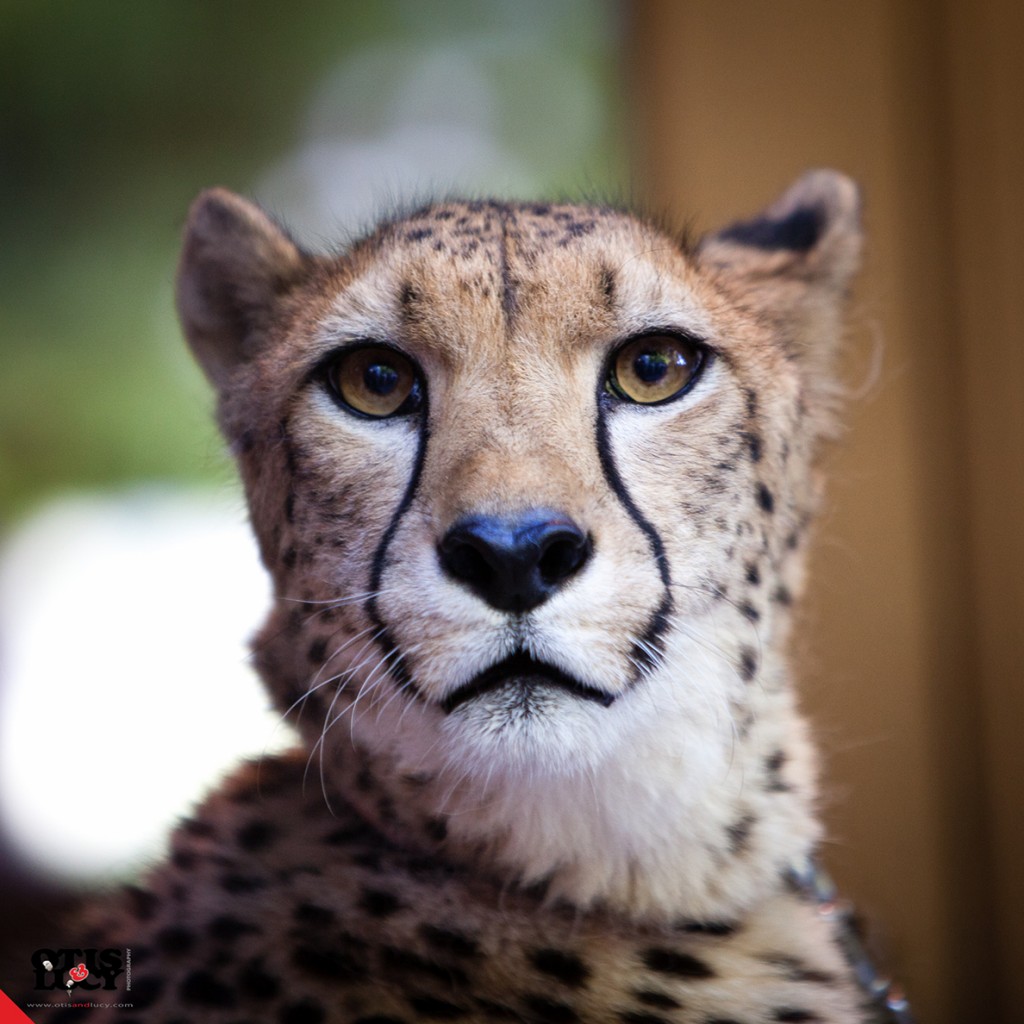 Cheetah Johari (photo credit: Andy Sheng)