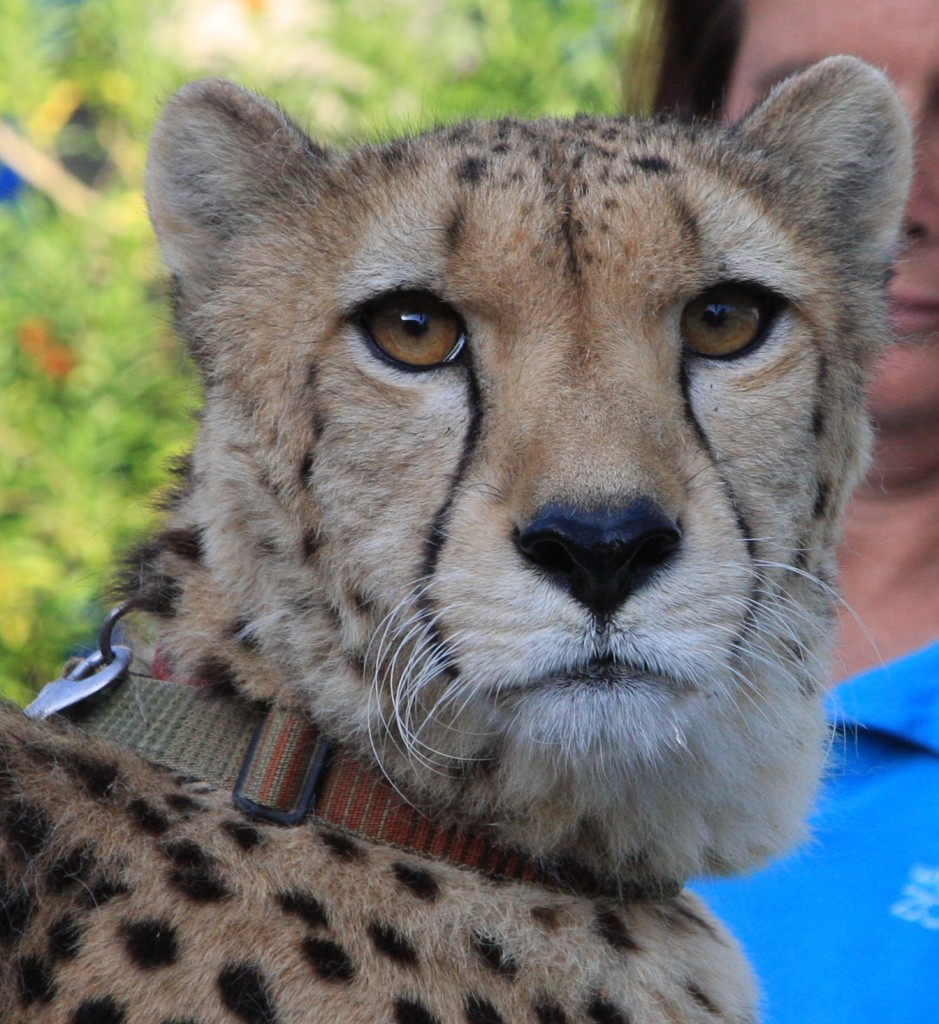 Cheetah Johari