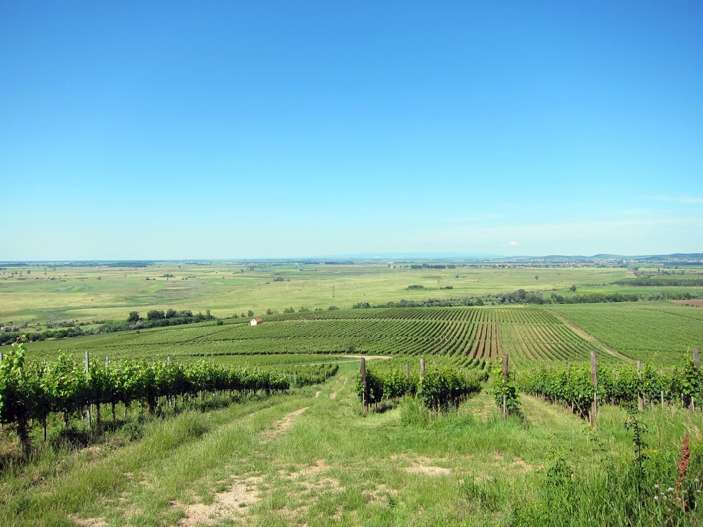 Vineyards of Tokaj