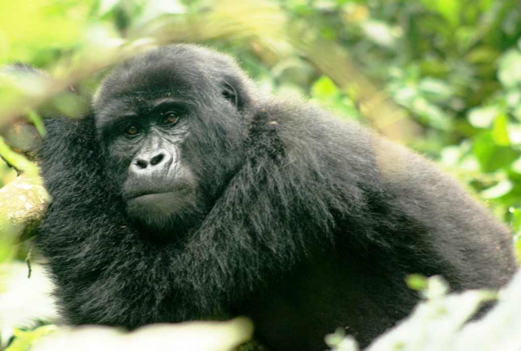 Gorilla Trekking Nkuringo