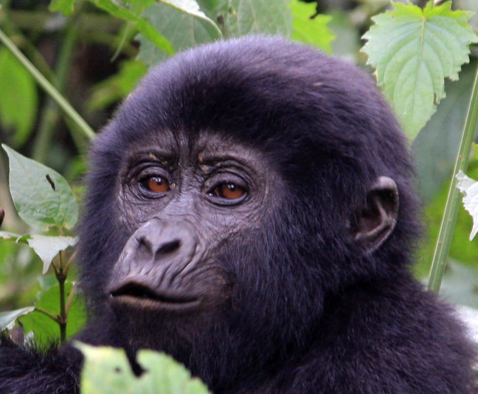 Baby Gorilla Close up