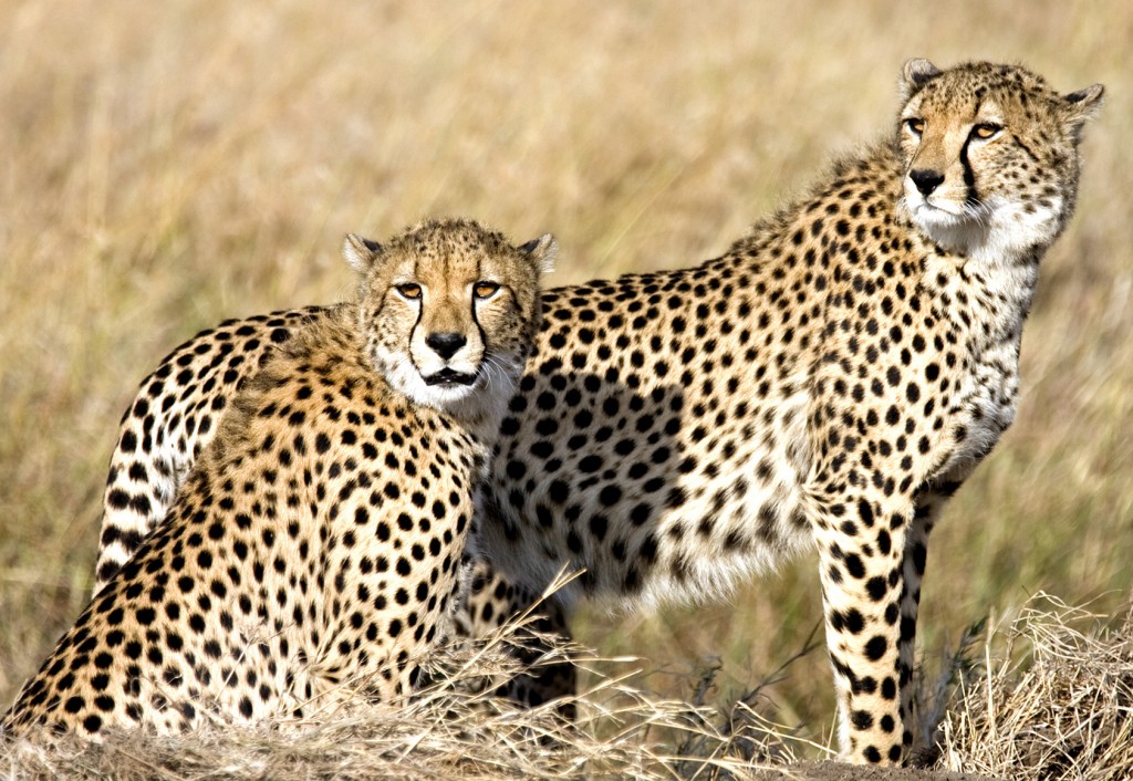 Beautiful Cheetahs In The Wild