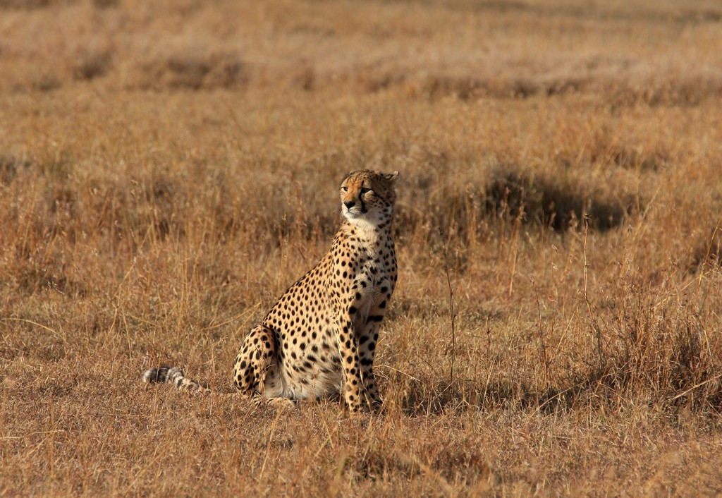 a Beautiful Cheetah In The Wild