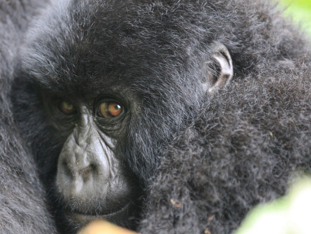 Baby Gorilla Close-up