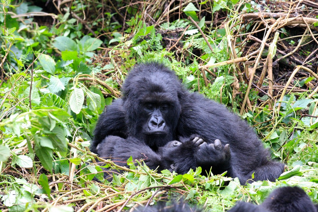 Meet the Hirwa Group of Gorillas