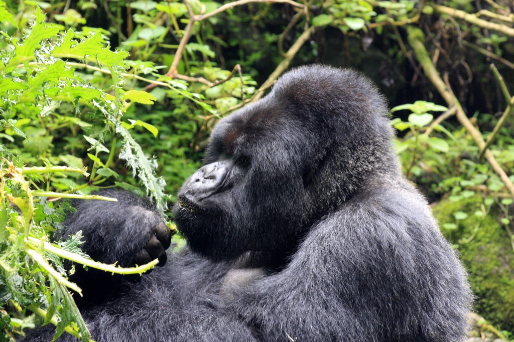 Meet the Hirwa Group of Gorillas