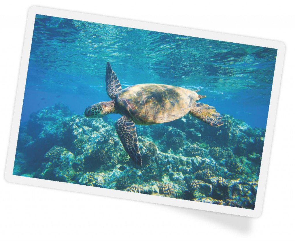 family vacation - sea turtle - diving