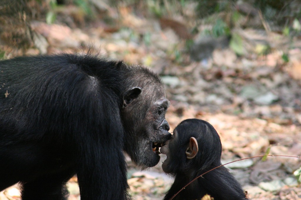 Chimpanzees Playing