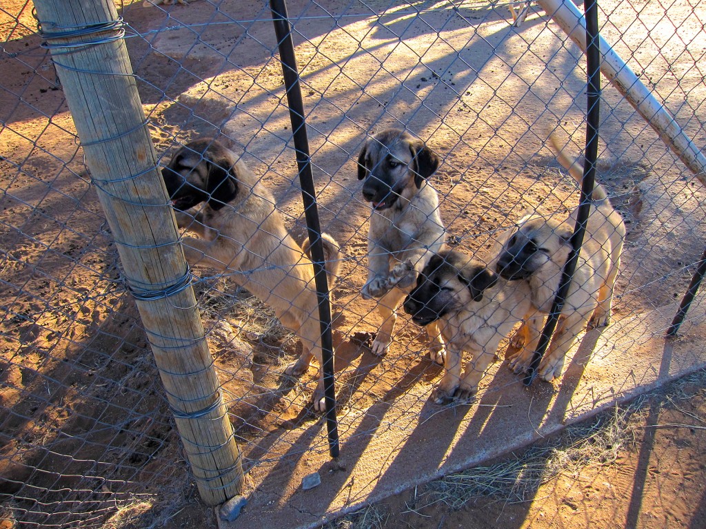 Future Livestock Guarding Dogs of Namibia