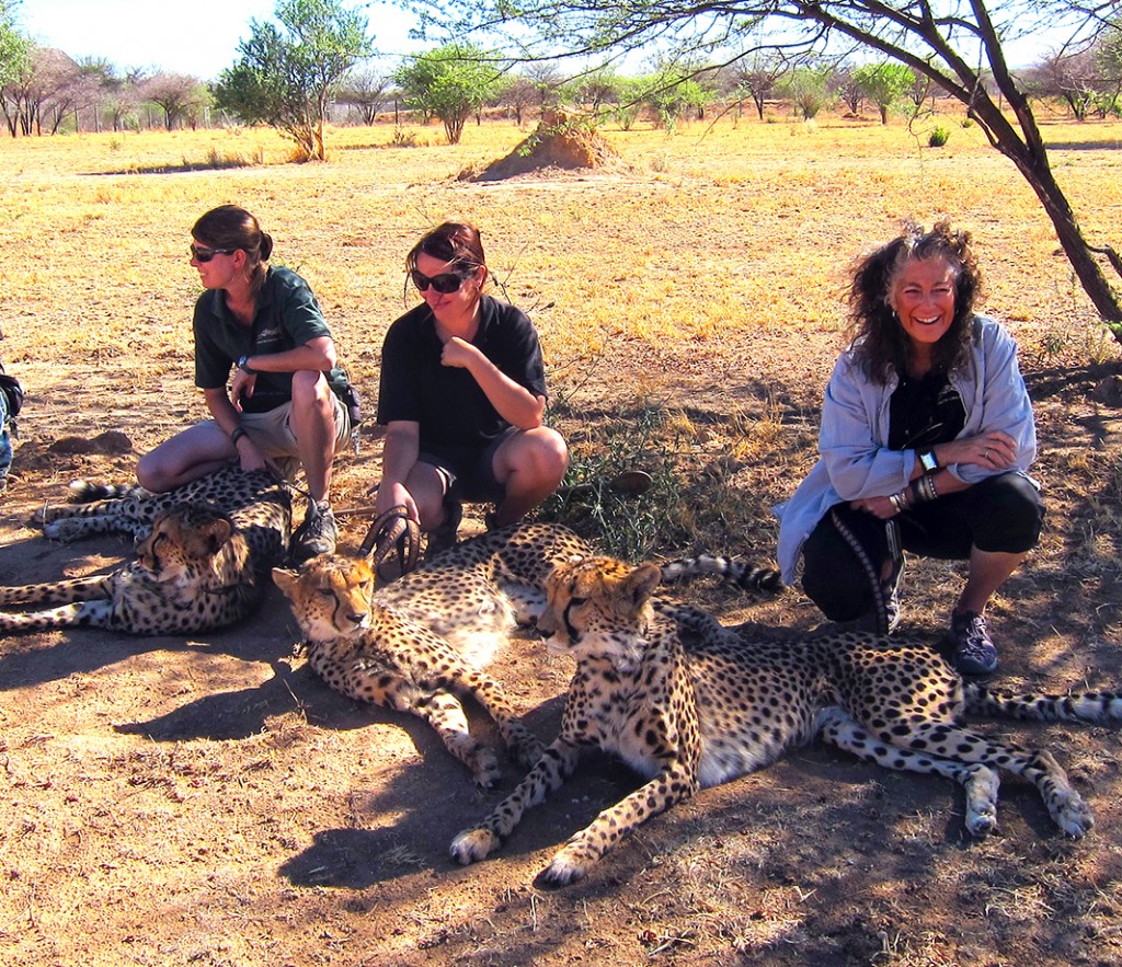 Tired Cheetahs In Namibia