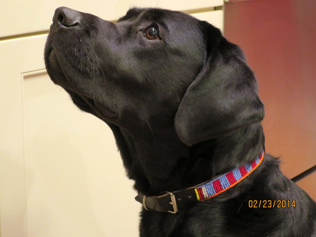 Briggs -  Dog Collars for Africa