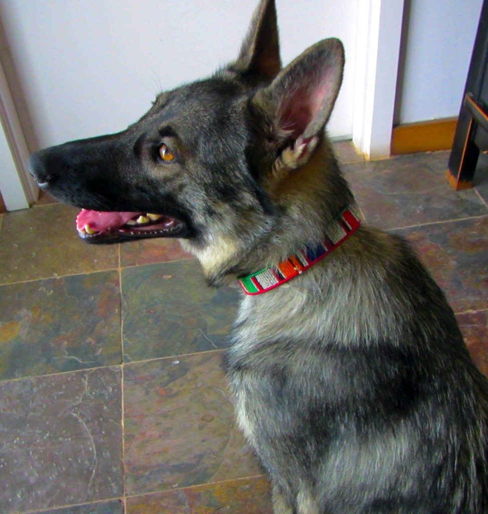 Alley - Dog Collars for Africa