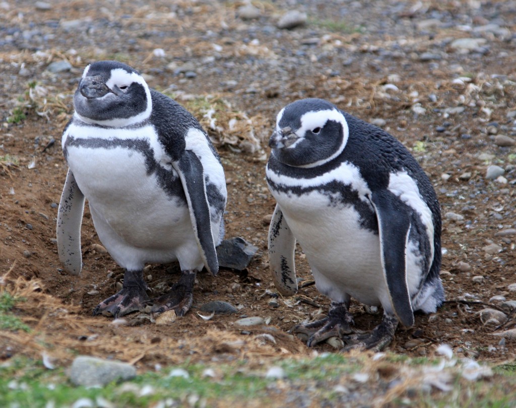 Penguin Cute Couple