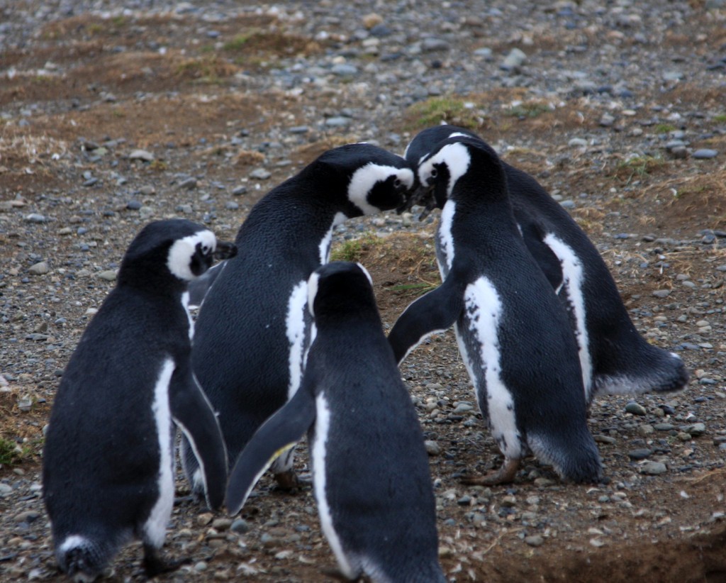 Penguin - Group Meeting