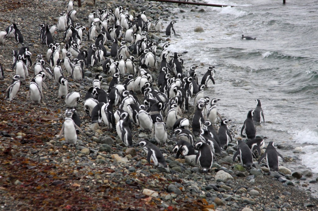 Penguins On Isla Magdalena