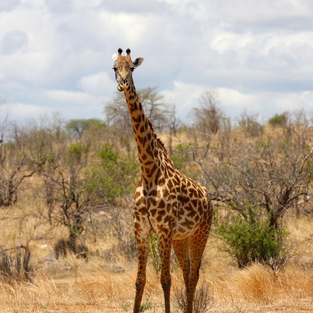 Giraffe - Tanzania