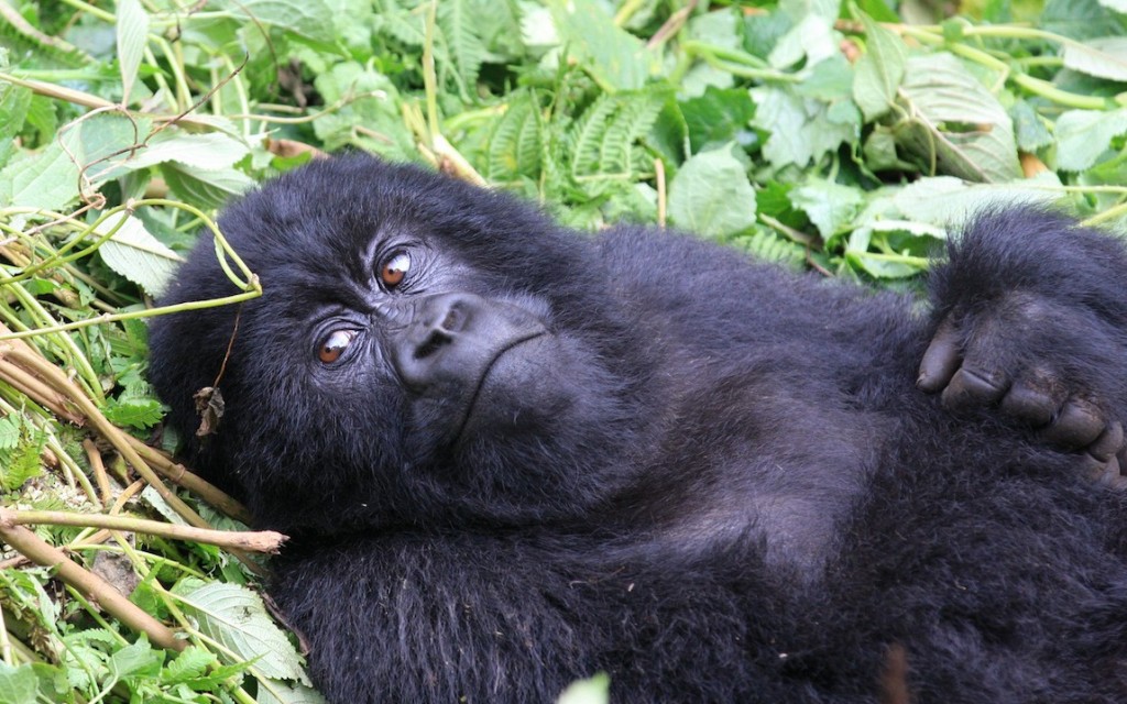 Gorilla-Rwanda