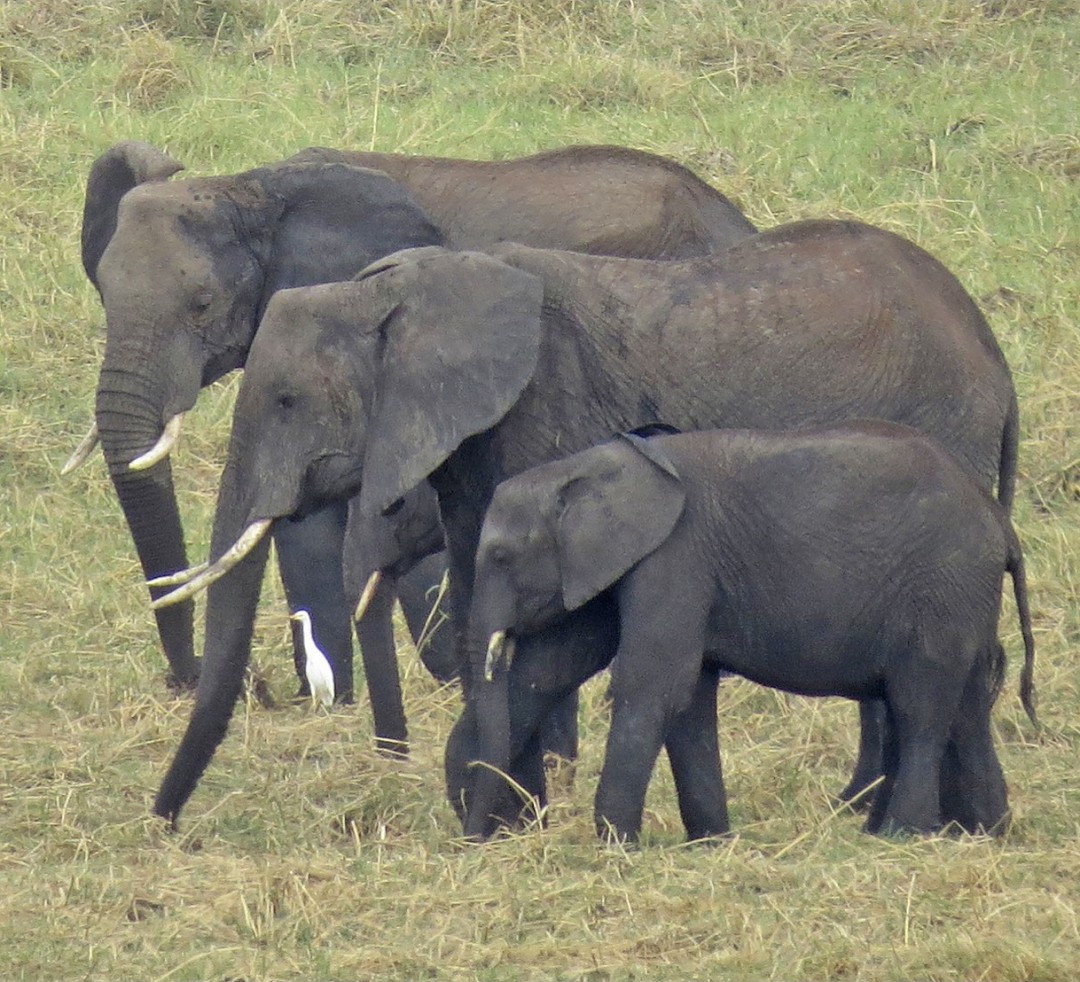 Elephants In Tarangire