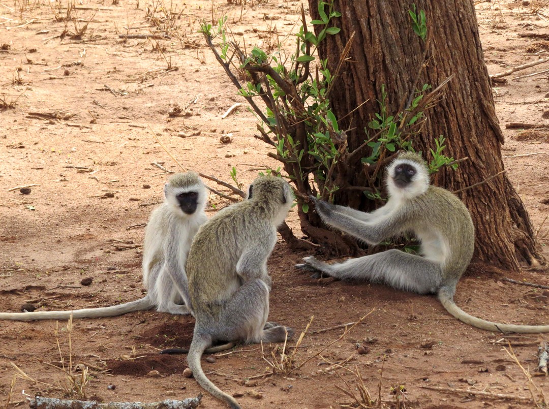 Ngorongoro - Vervet Monkeys