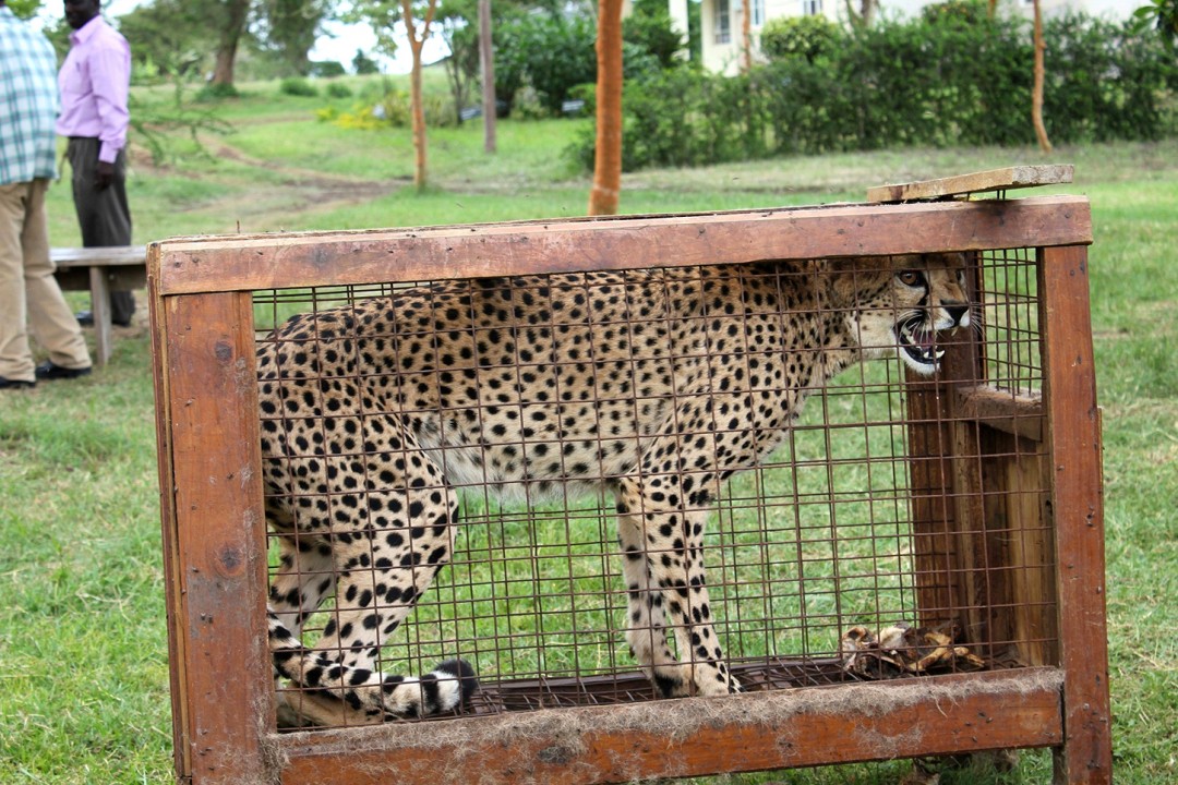 Caged Cheetah