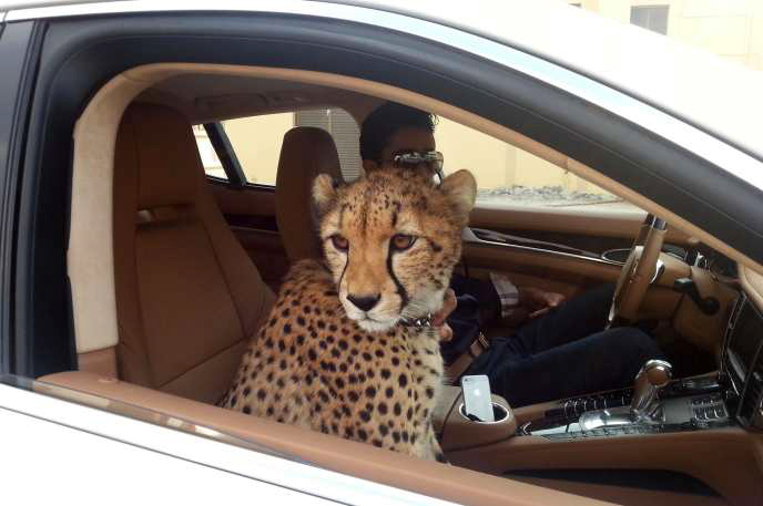 Cheetah In Car