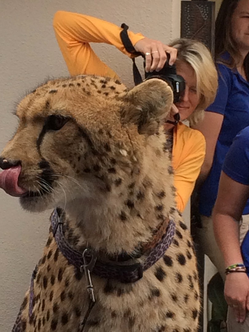 Masika Receiving Attention at the Meetah Cheetah Fundraiser
