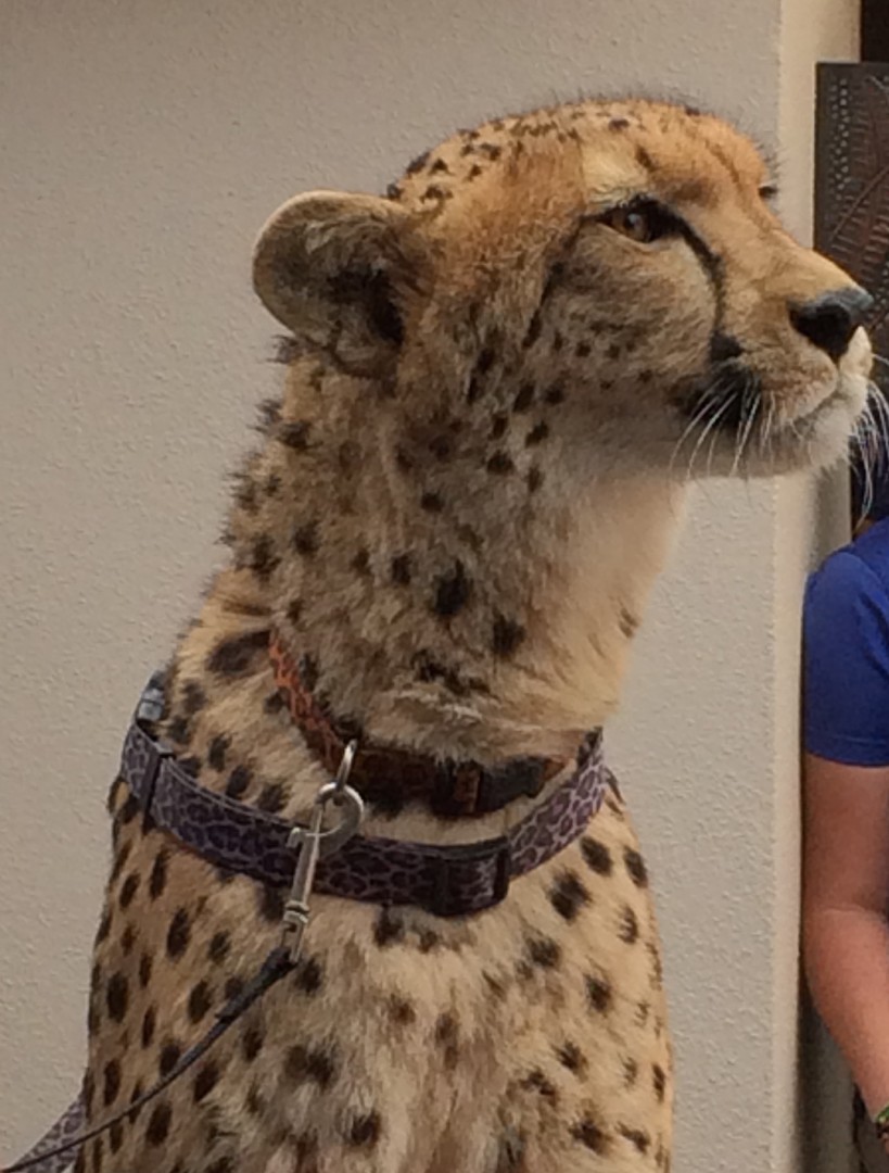 Masika at Meetah Cheetah