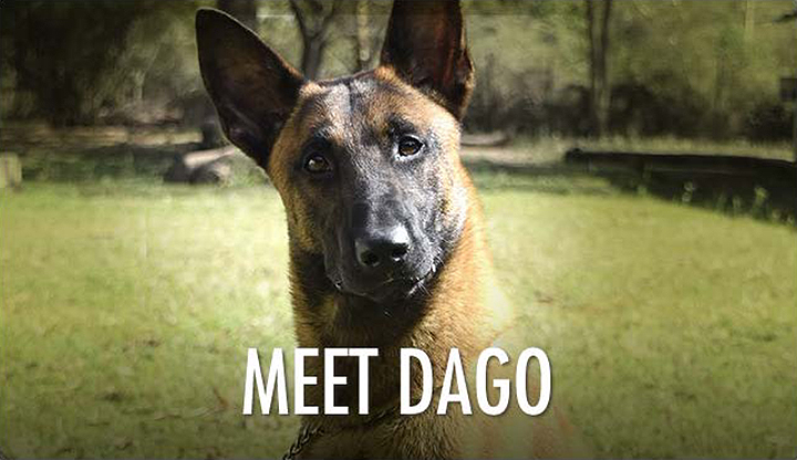 Dago the Sniffer Dog