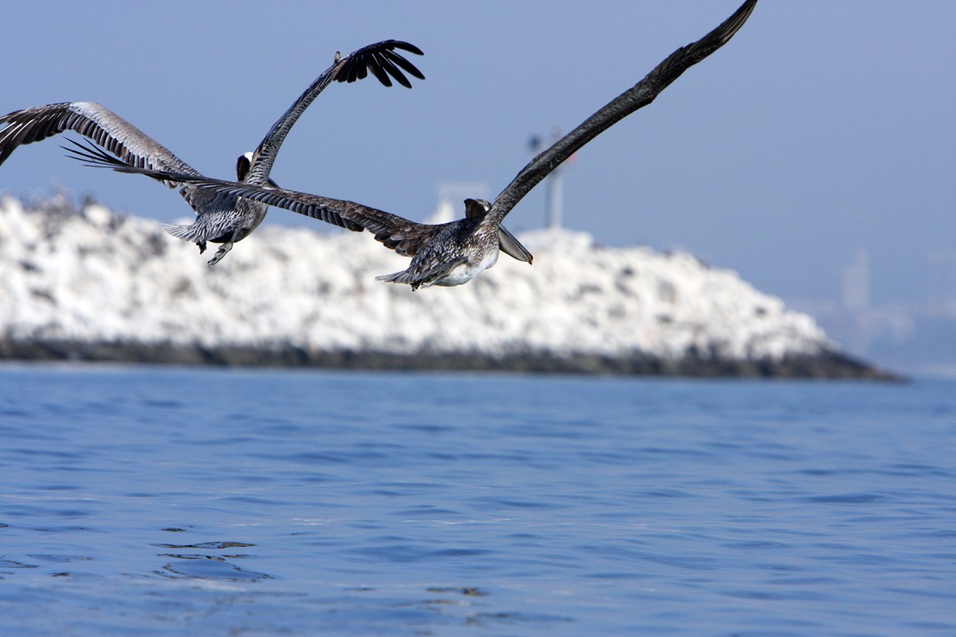 Pelicans Flying over Marina Del Rey