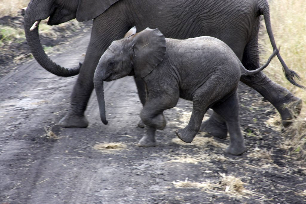 Serengeti Baby Elephant