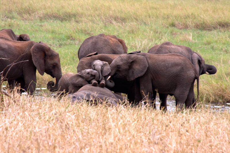 Serengeti Elephant Family