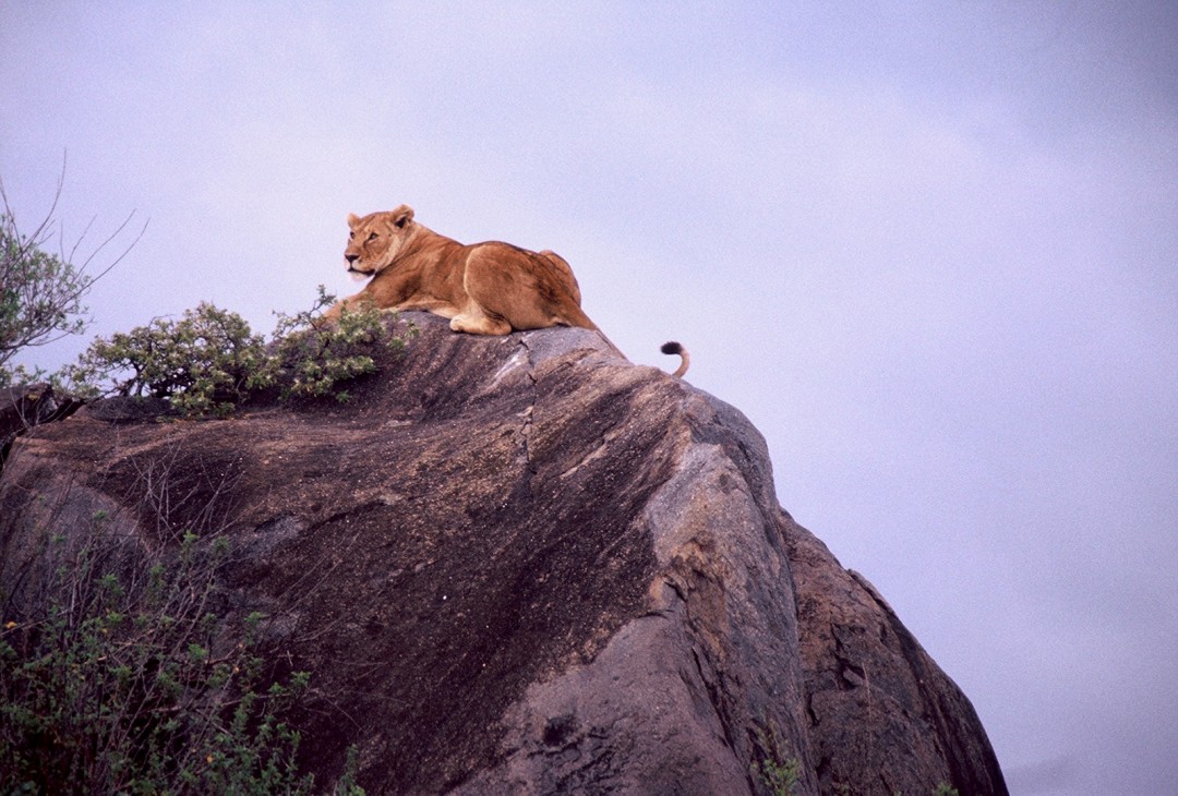 Lion On Kopje In Serengeti